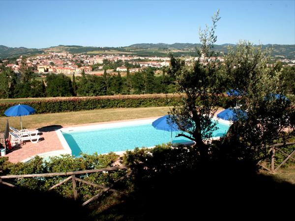 The olive tree and the swimming pool