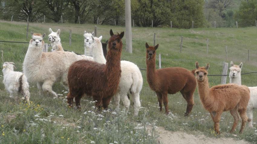 Innamorarsi degli alpaca