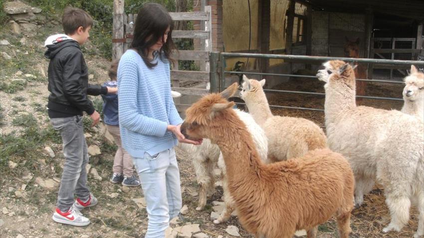 Innamorarsi degli alpaca