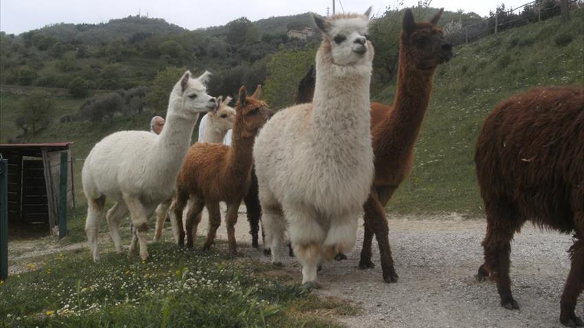 Innamorarsi degli alpaca