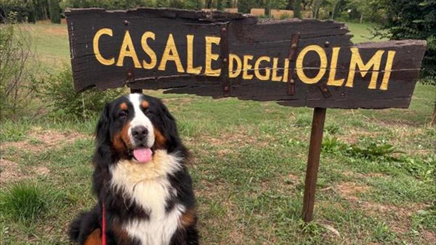Dogs welcome